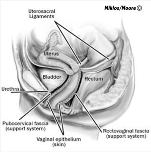 Normal Uterine Support 